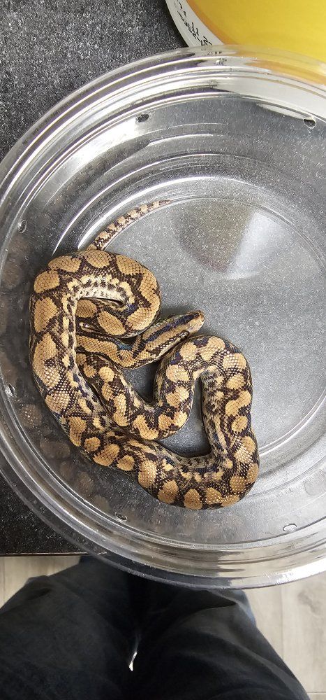 Columbian Rainbow Boas Pair