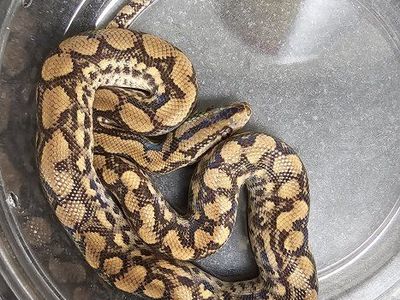 Columbian Rainbow Boas Pair