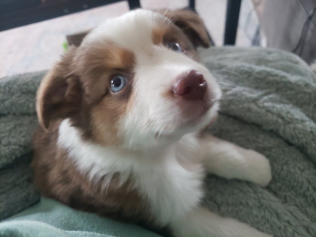 Mini Australian Shepherd Puppies