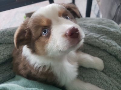 Mini Australian Shepherd Puppies