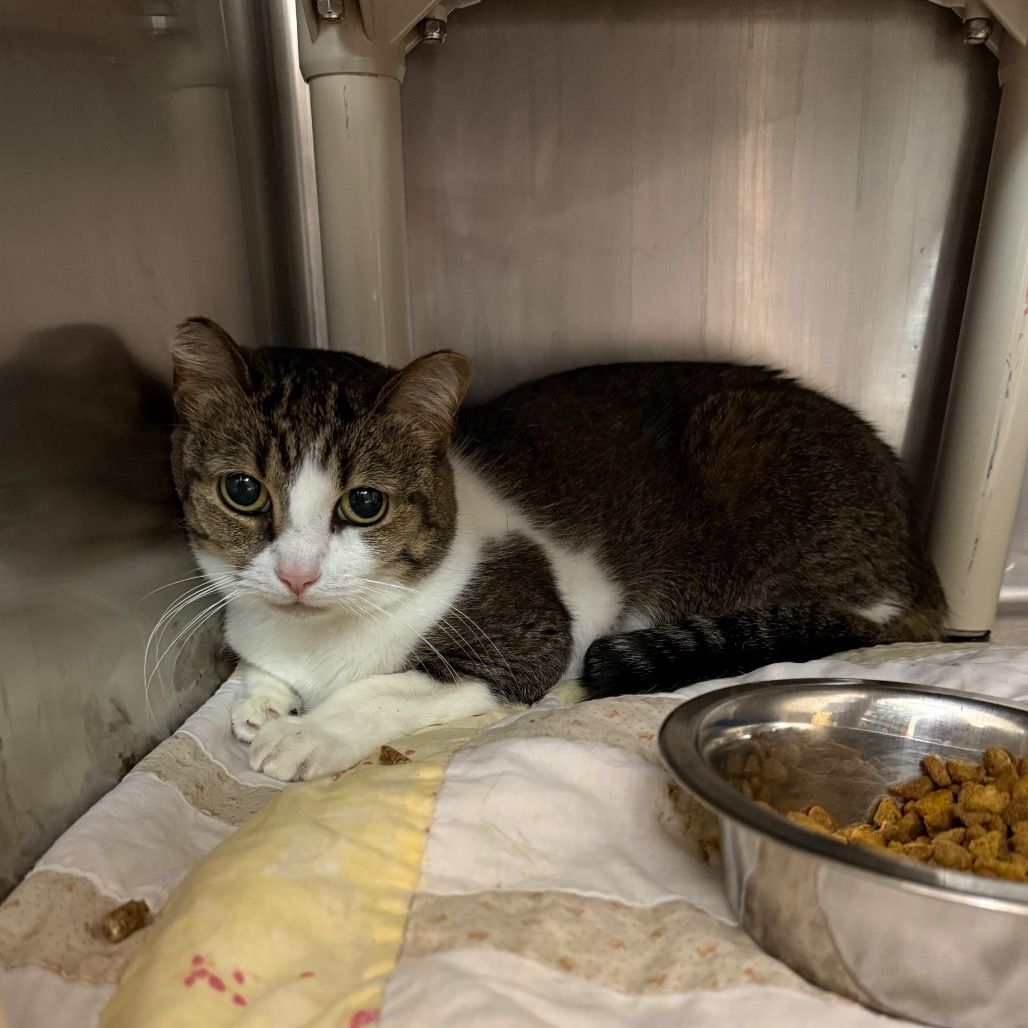 Hello my name is Estelle