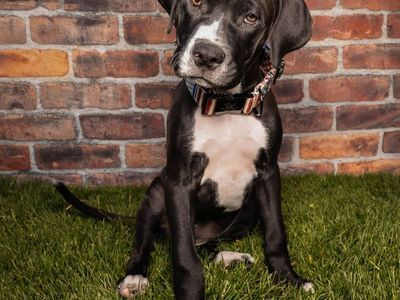 Pitbull Mix Puppy