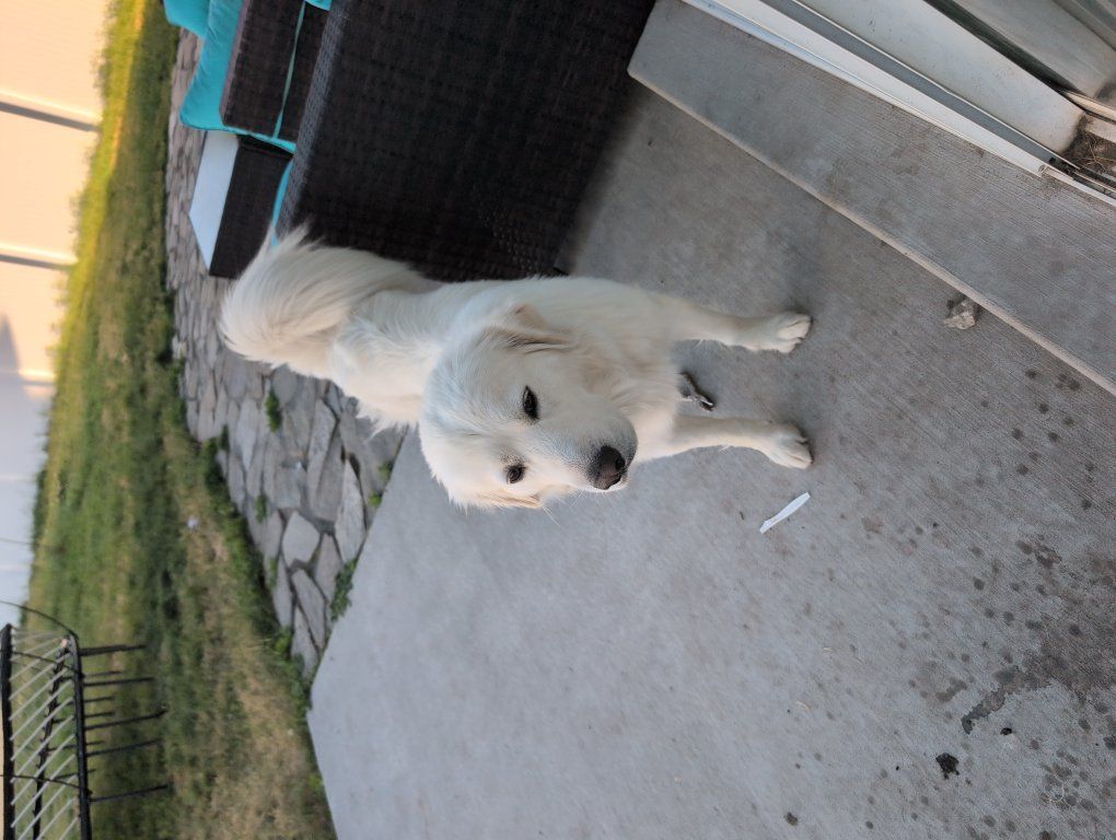 Great Pyranees 1.5 years old