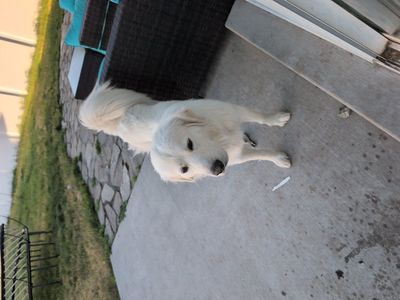 Great Pyranees 1.5 years old