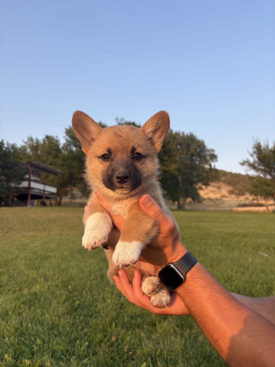 Corgi Puppies