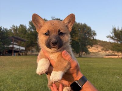 Corgi Puppies