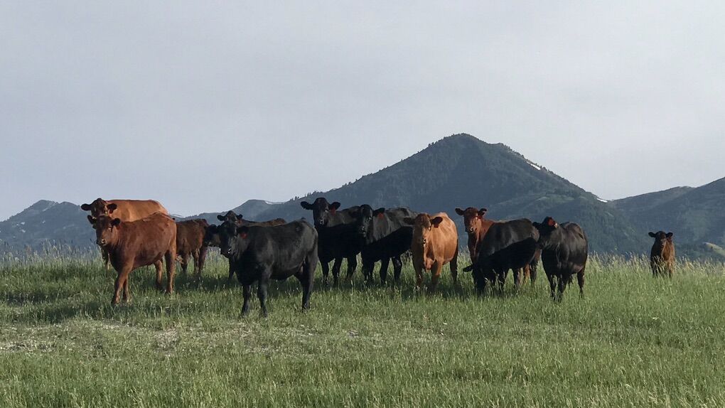 ISO Summer Pasture