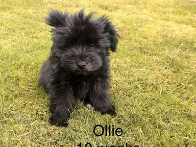 AKC Mini Schnauzer Puppies