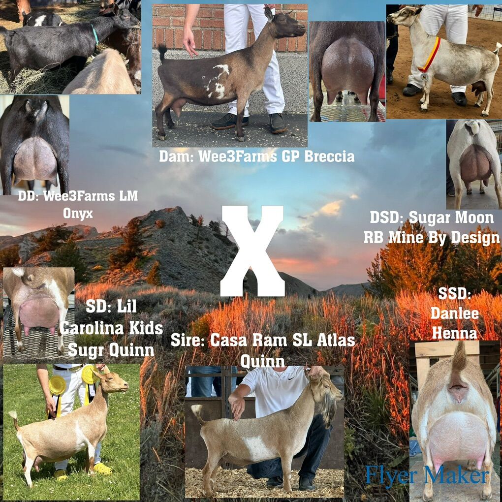 ADGA Nigerian Dwarf Kid Reservations