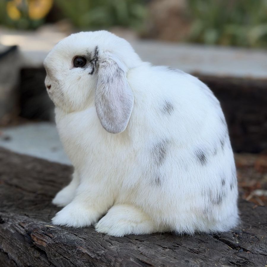 Beautiful Holland Lop Doe