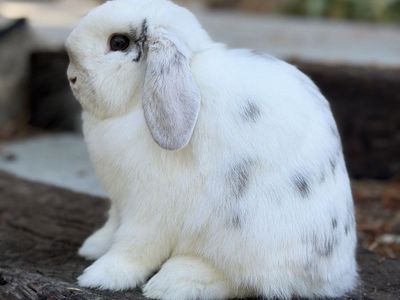 Beautiful Holland Lop Doe