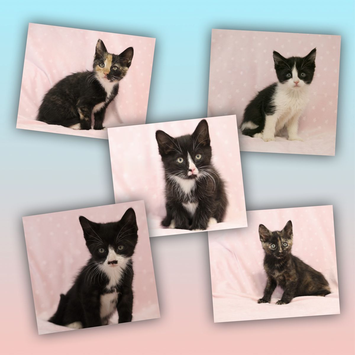 Sweet Little Kittens