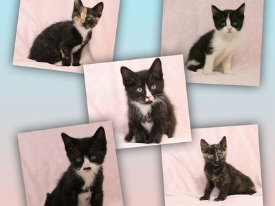 Sweet Little Kittens