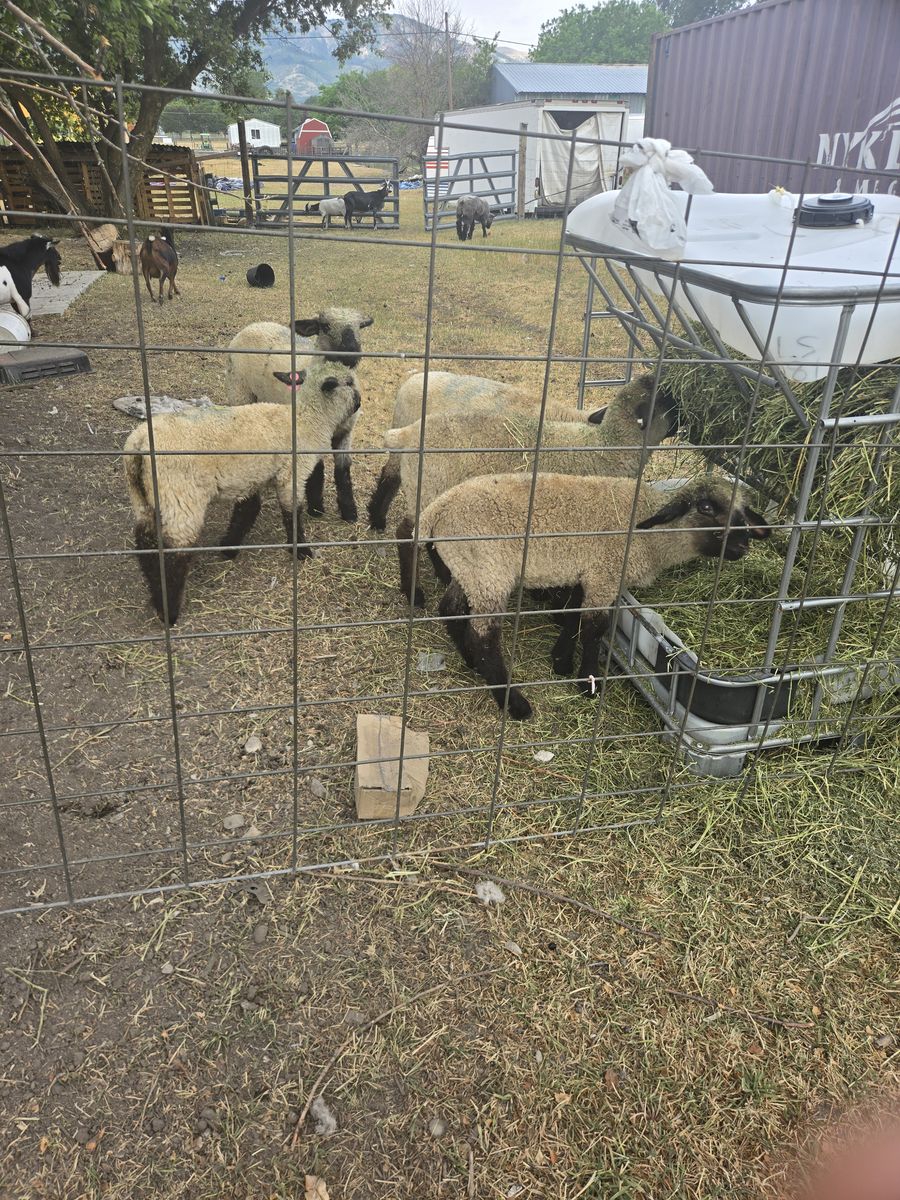 Lamb