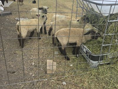 Lamb