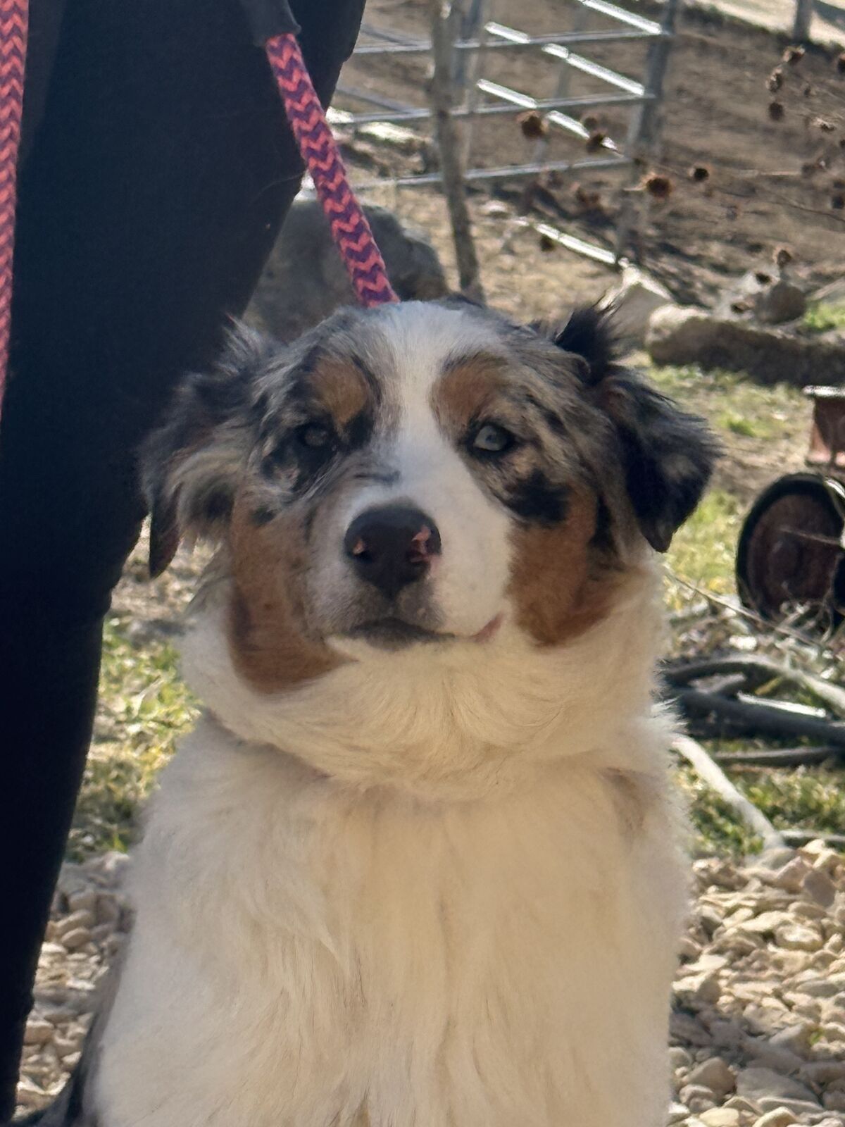 Registered Australian Shepherd puppy