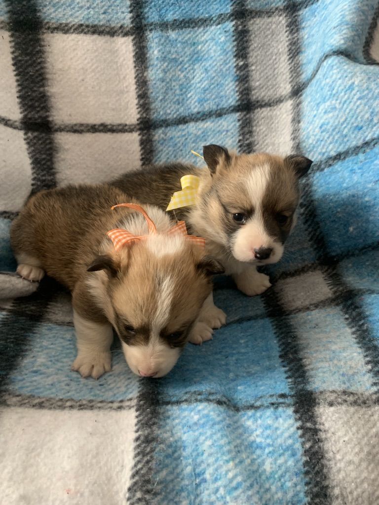 AKC Prmbtoke Welsh Corgis