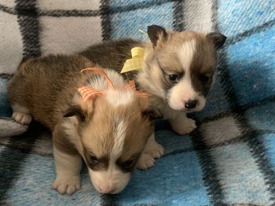 AKC Prmbtoke Welsh Corgis