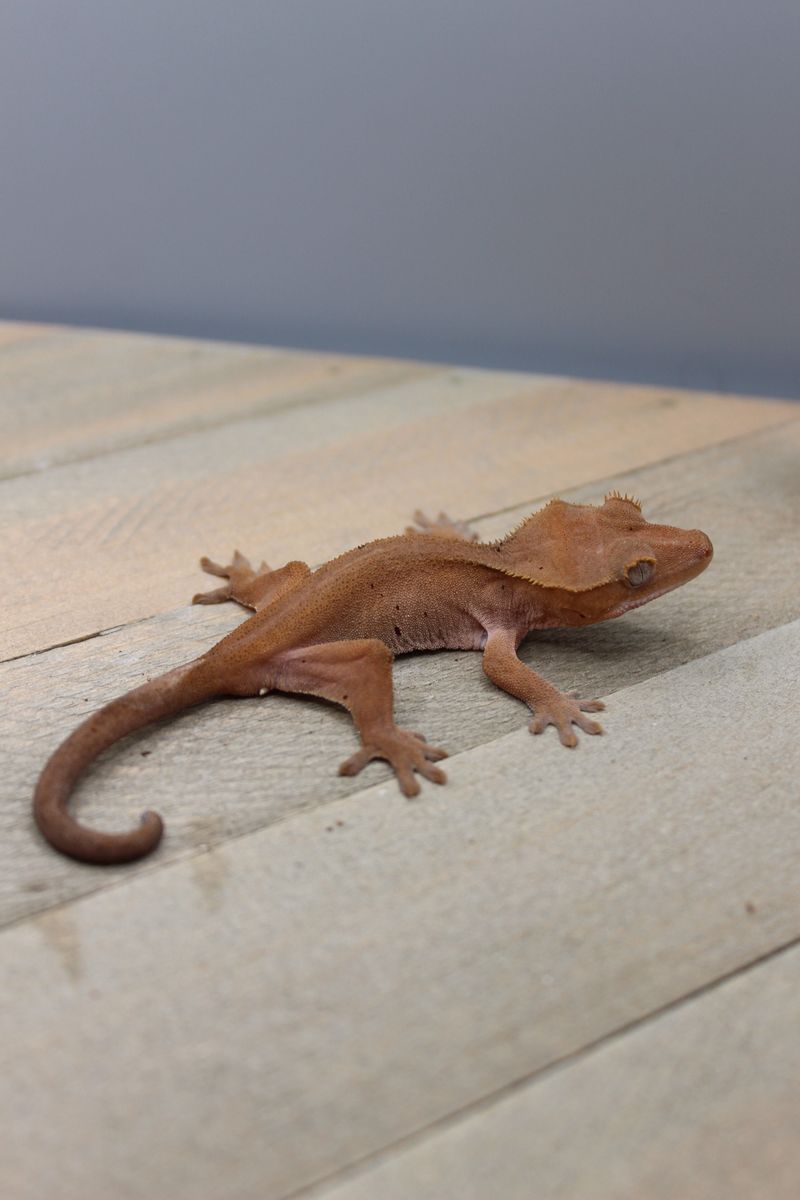 Red Phantom holdback Crested Gecko