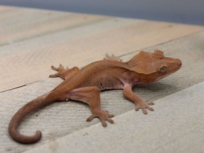 Red Phantom holdback Crested Gecko