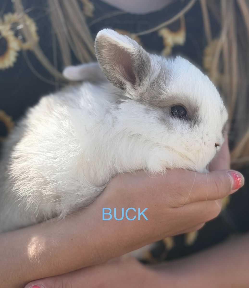 Holland Lop mix