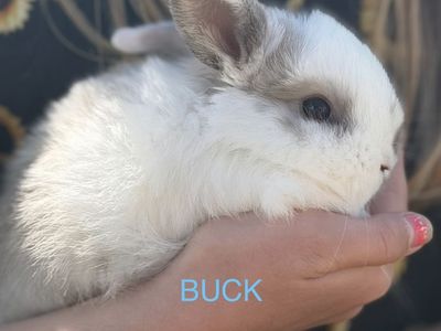 Holland Lop mix