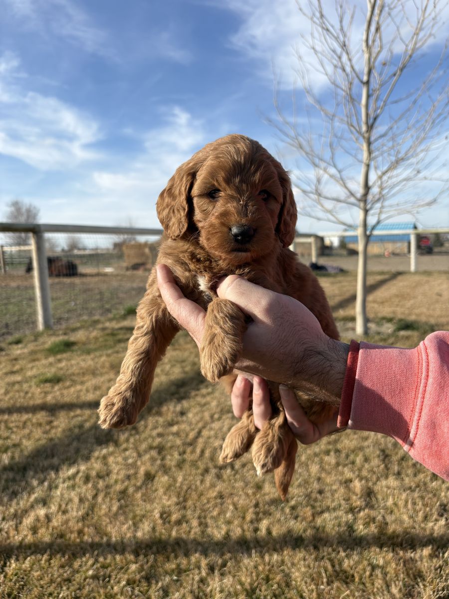 Golden Doodle Puppies