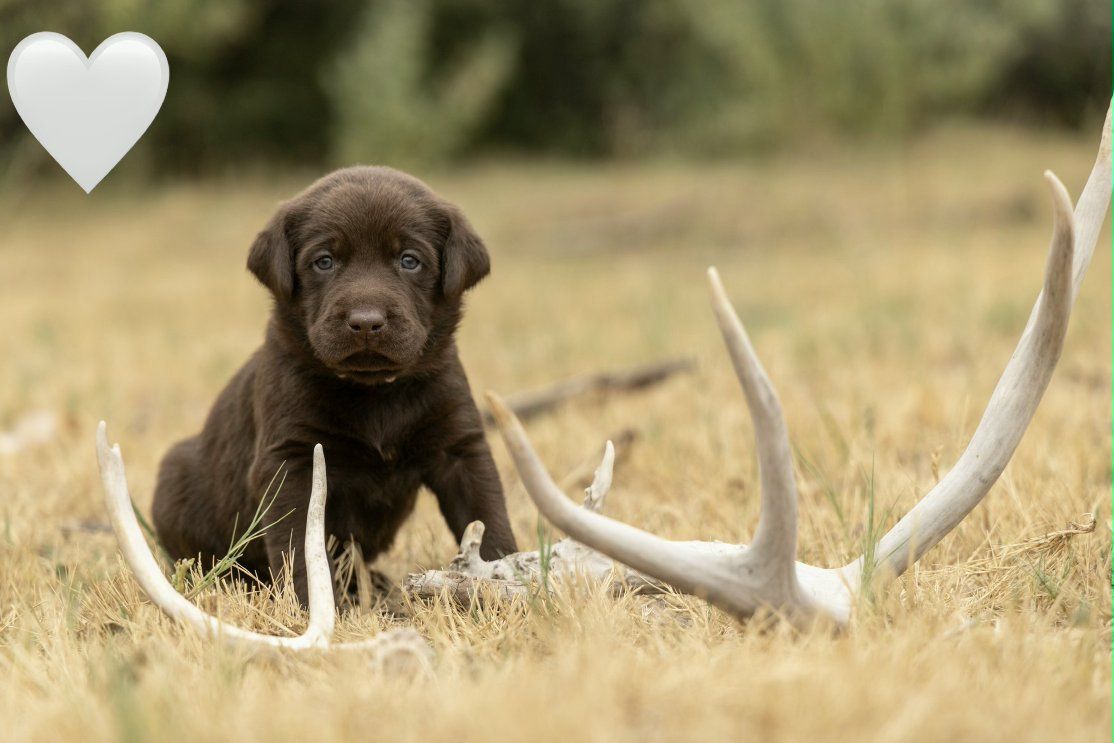 AKC Registered Labrador Puppies
