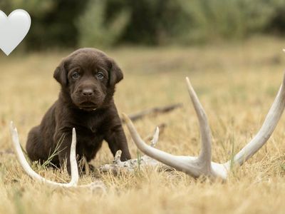 AKC Registered Labrador Puppies