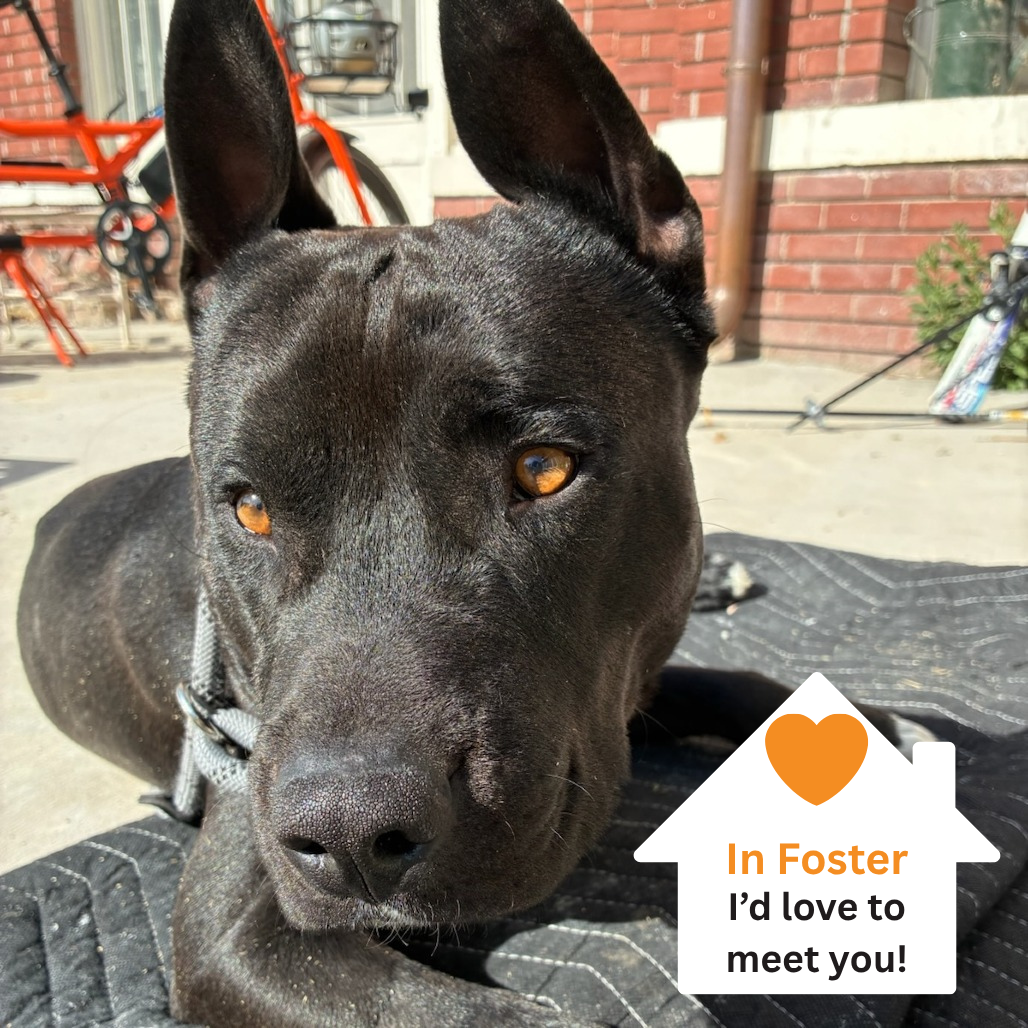 Hello my name is Odie