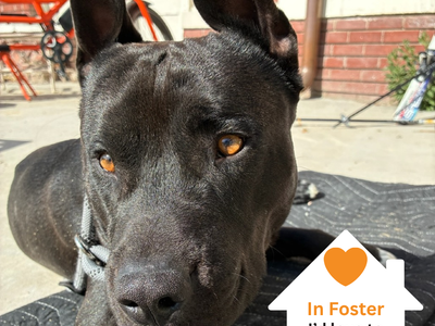 Hello my name is Odie