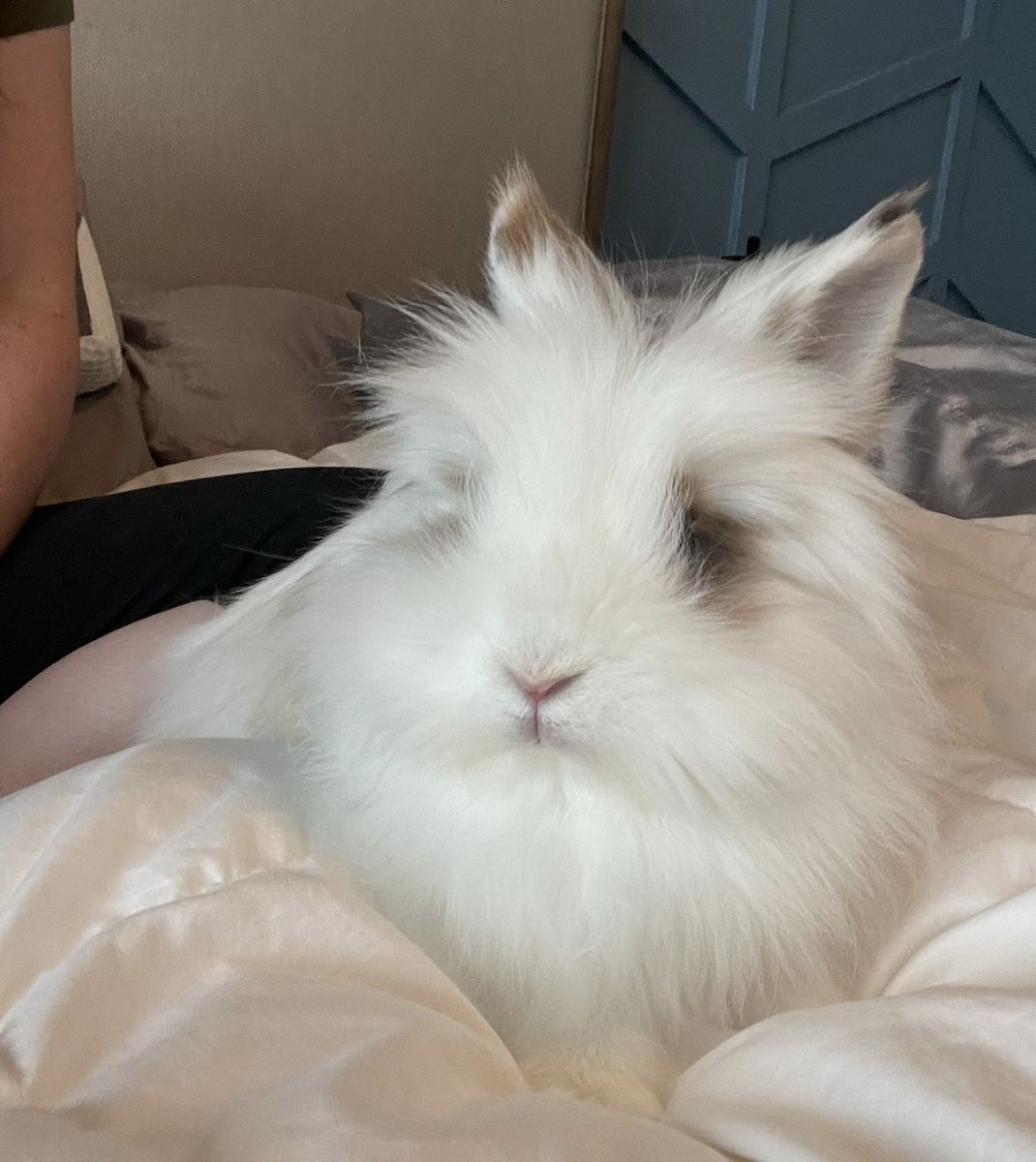 Female spayed lion head bunny and supplies