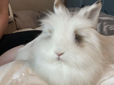 Female spayed lion head bunny and supplies