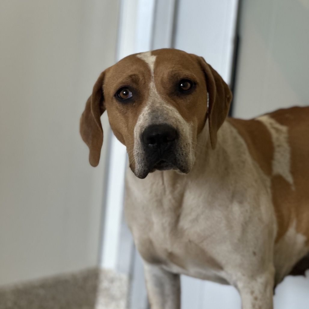 Hello my name is Daisy