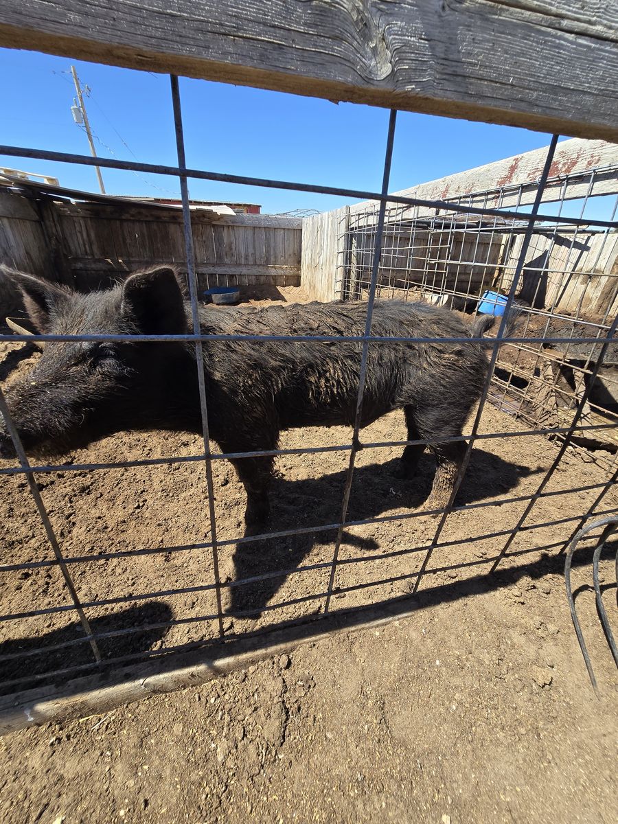 Boar