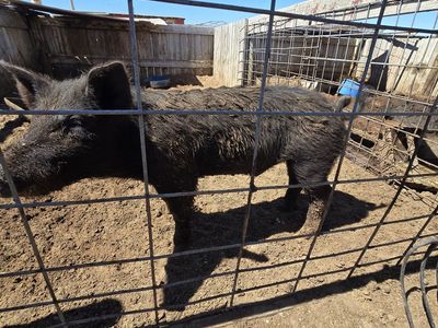 Boar