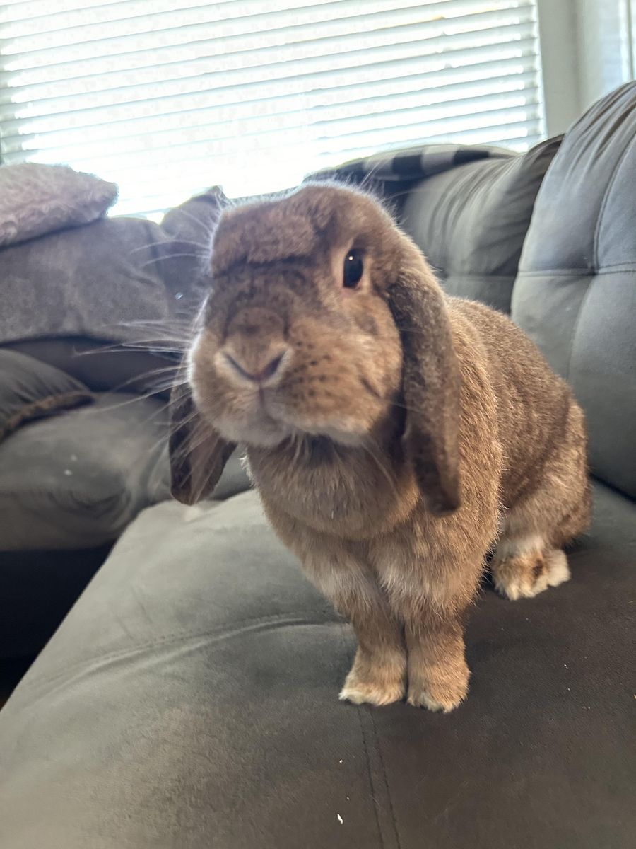 Female Holland lop