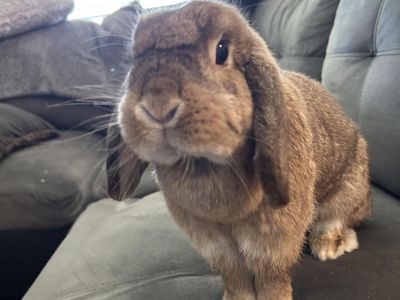 Female Holland lop