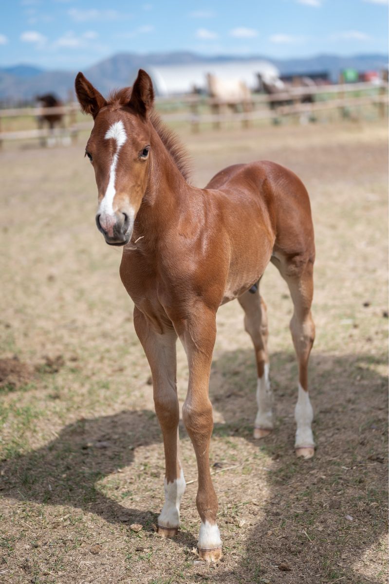 2026 AQHA Champagne Colt  “Own Son of Auspicious Cat”