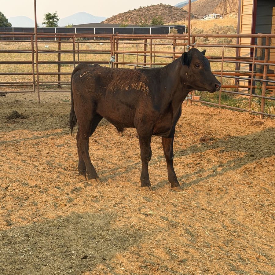 angus steer
