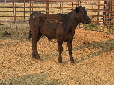 angus steer