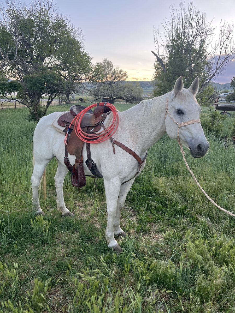 Registered All Around Mare
