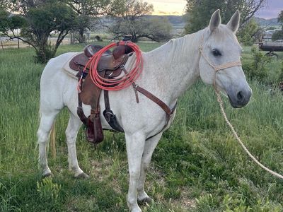 Registered All Around Mare