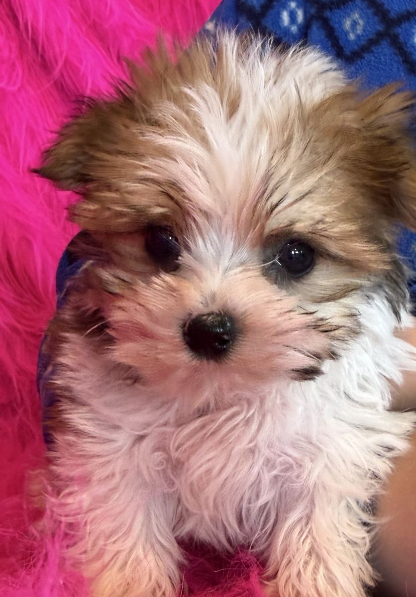 Adorable Tiny Little Yorkie Girl Puppy Yorkies