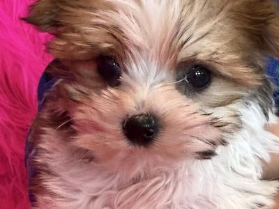 Adorable Tiny Little Yorkie Girl Puppy Yorkies