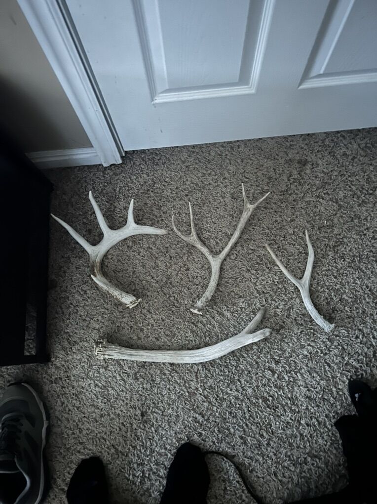 Deer Antlers One elk