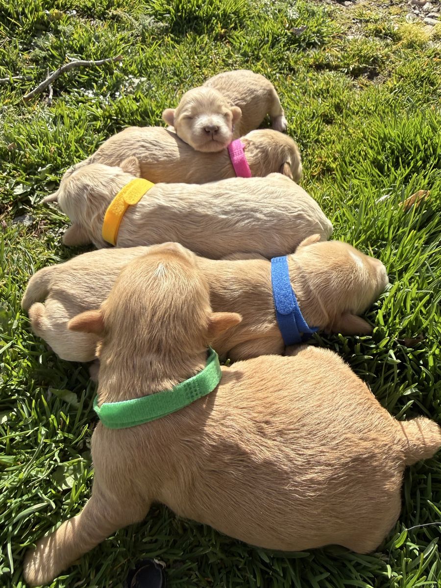 F1 Mini Goldendoodle Puppies
