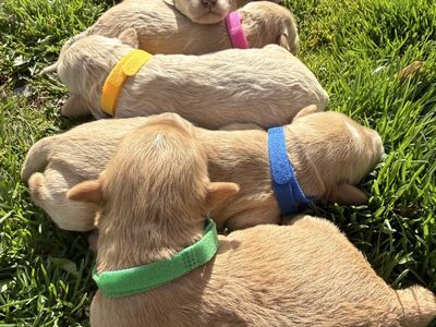 F1 Mini Goldendoodle Puppies