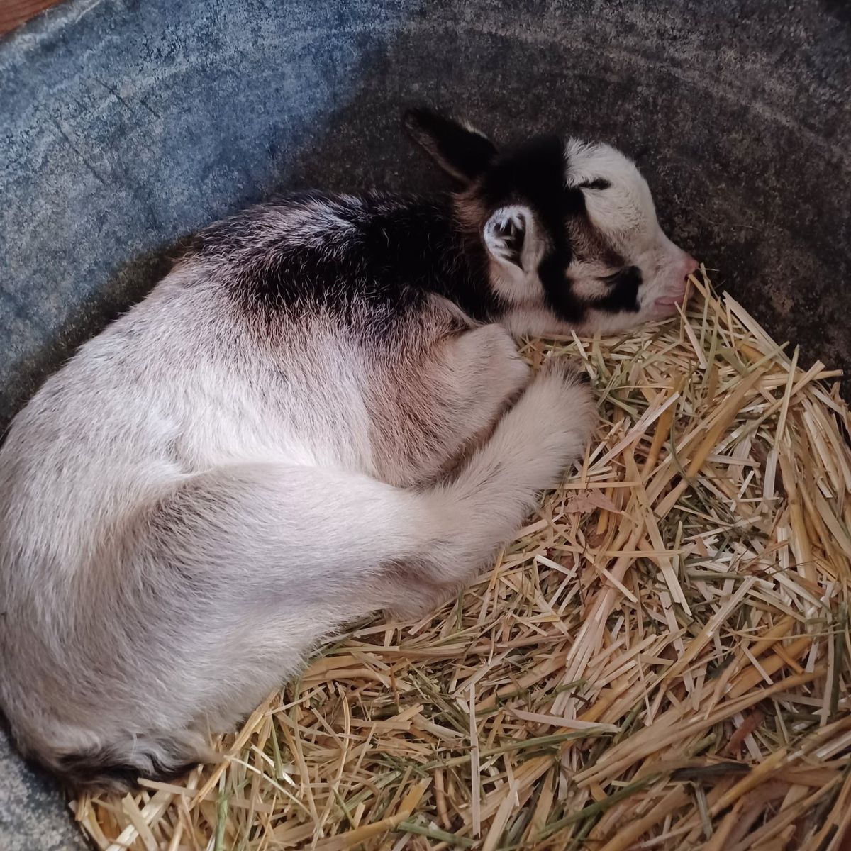 Nigerian Dwarft buckling