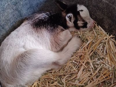 Nigerian Dwarft buckling